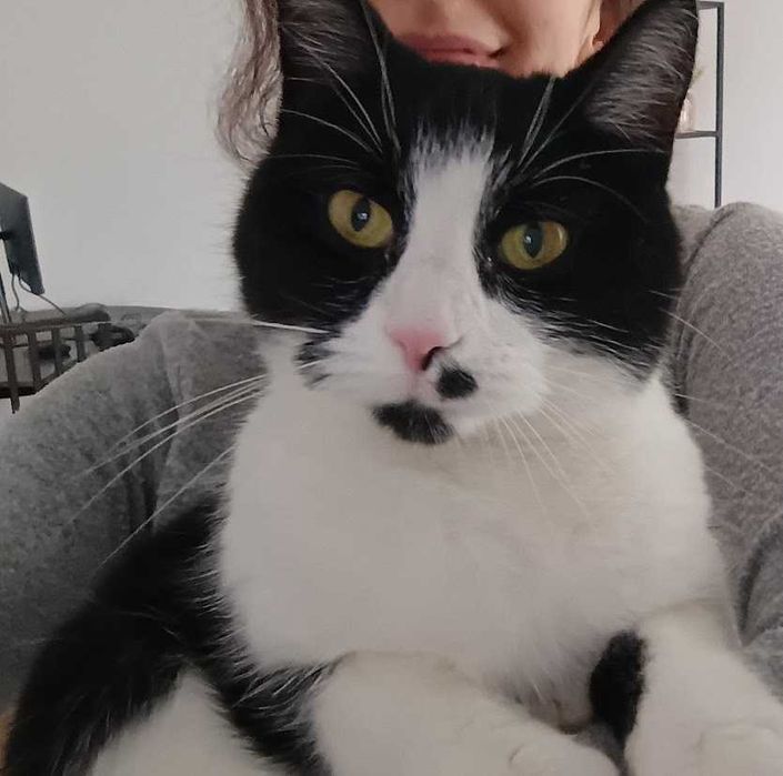 MARILYN - 2-letnia miziasta śliczna koteczka szuka domku!