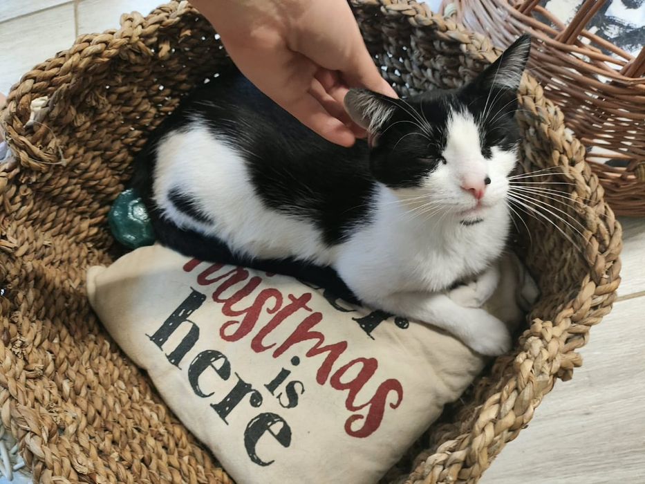 Mysio-Pysio kotek szuka domu adopcja Rybnik