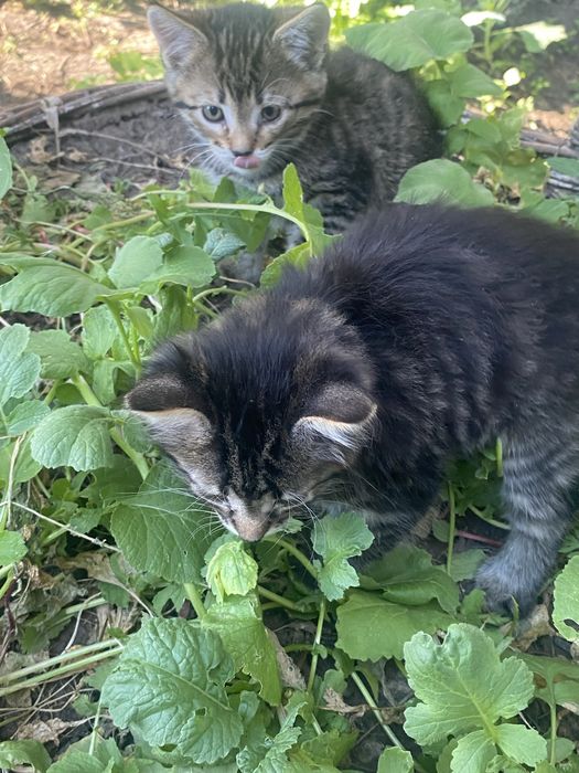 Котята безплатно