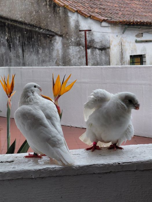 Excelente casal de pombos American Show Racer