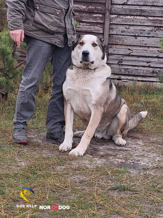 алабай Рім у надійні руки