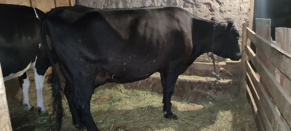 Продам коров на хозяйство