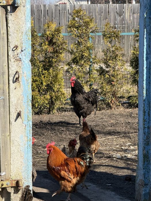 Півні молоді різних порід і кросів (когут, півень, петух).