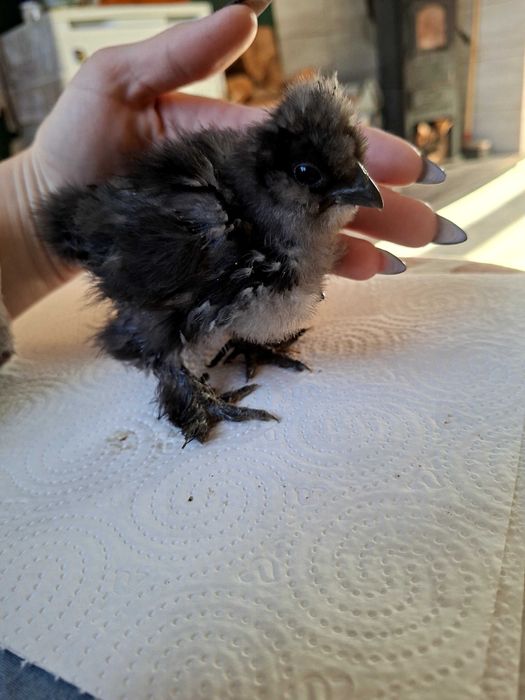 Silki kurczaki 5 tygodniowe