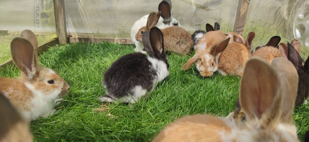 Króliki młode mieszane