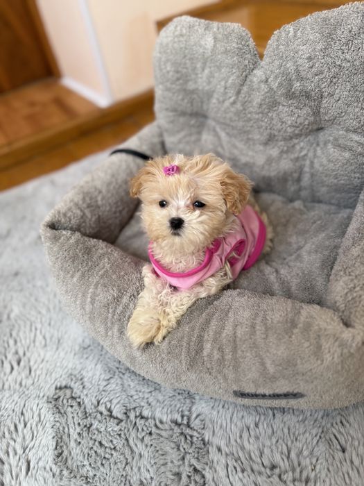 Бебі фейс мальтіпушки