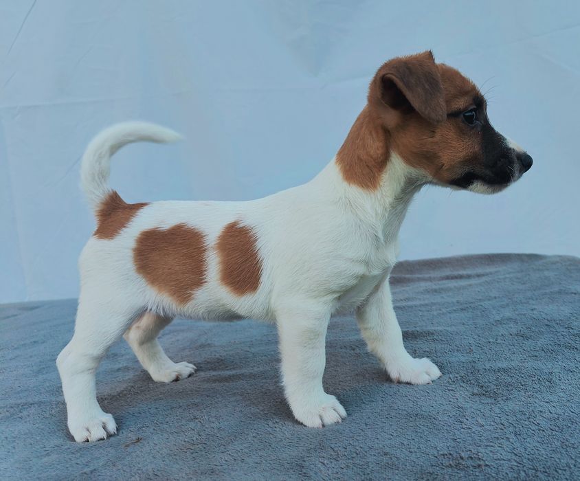 Jack Russell Terrier Szczeniak Olx śląskie Psy Rasowe Jack Russell