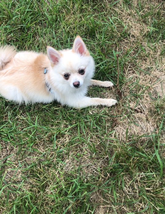 Petsitter - opieka nad zwierzętami