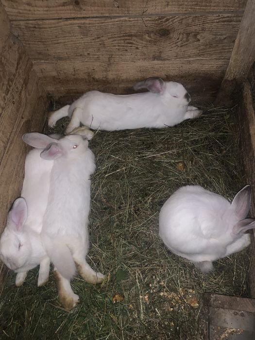 Продам кроликів різних окрасів