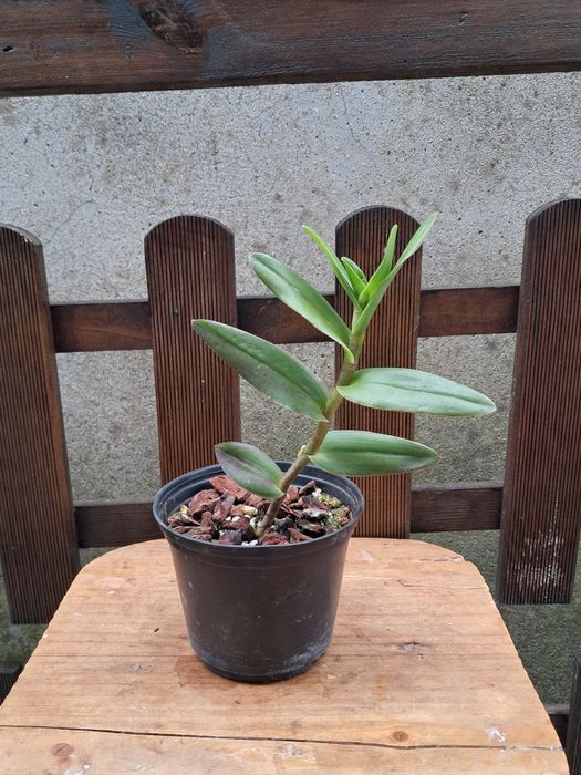 Epidendrum radicans - Orquídea envasada