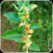 vendo 500 sementes de whithania somnifera