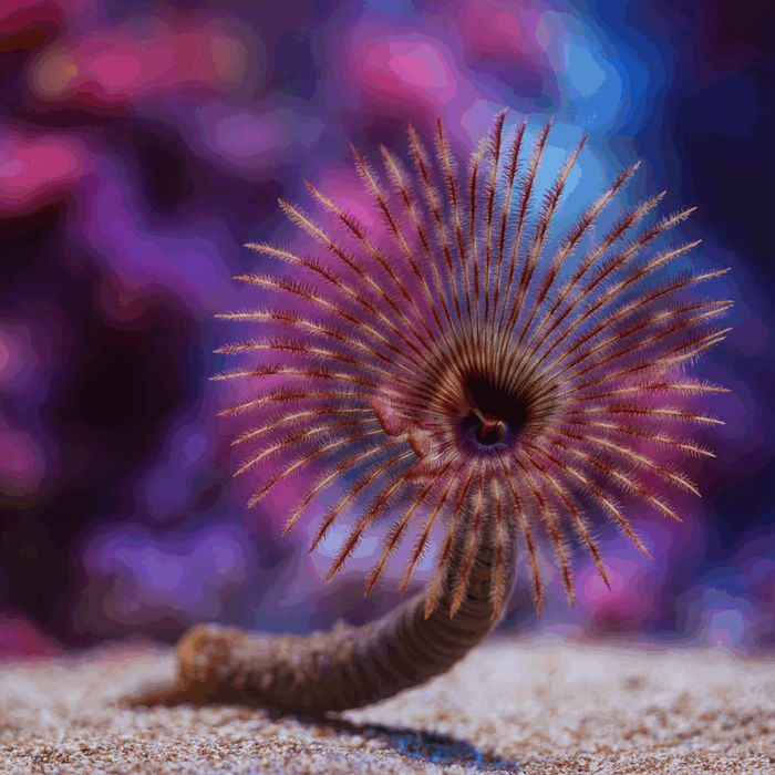 Sabellastarte spectabilis (Rurówka) [Ryba morska}