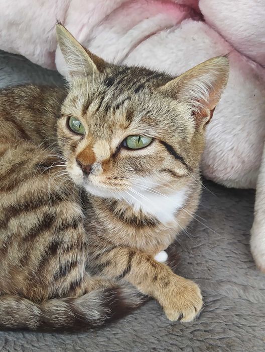 Необычная кошечка ищет дом (стерилизованная)