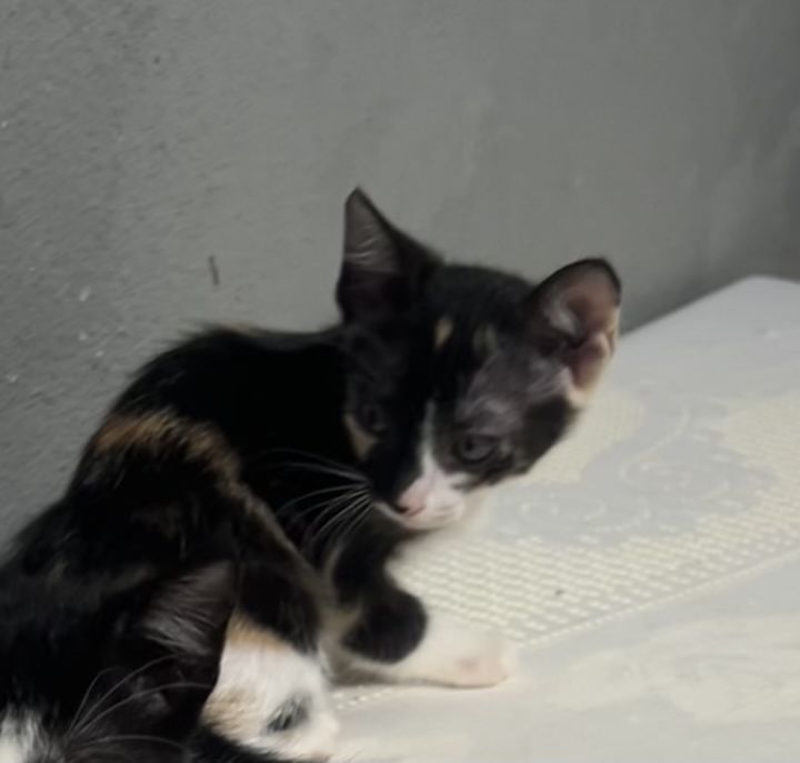 Doação de gatinhos bebés