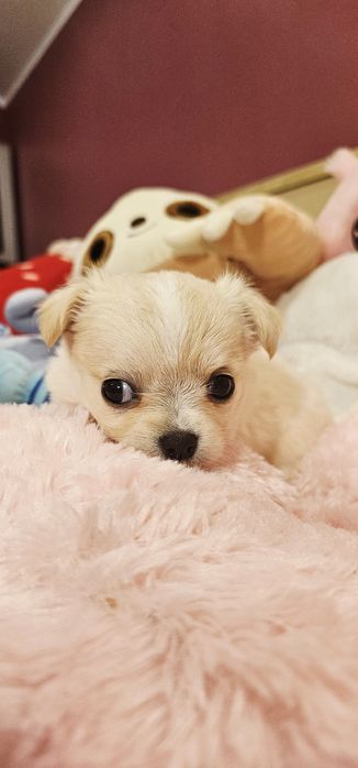 Janusz chihuahua Łążynek