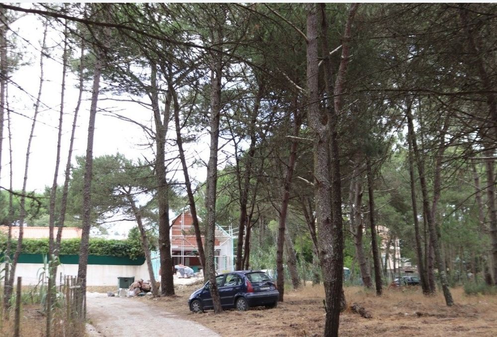 Arrendo terreno em Janas