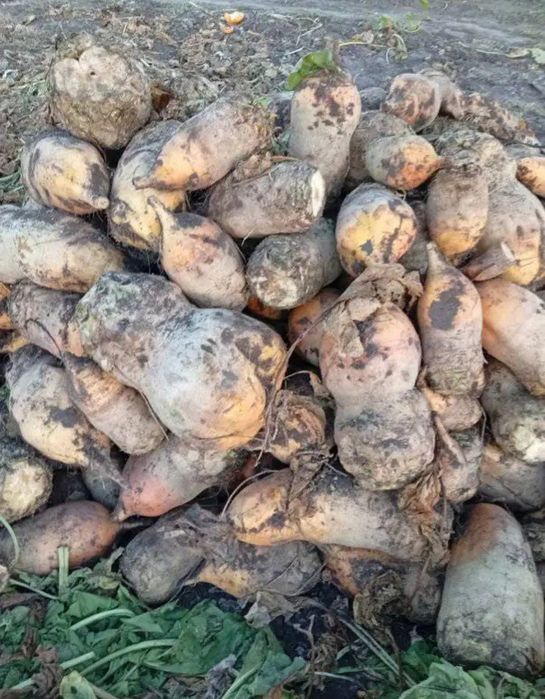 Буряки кормові 5 грн за кг