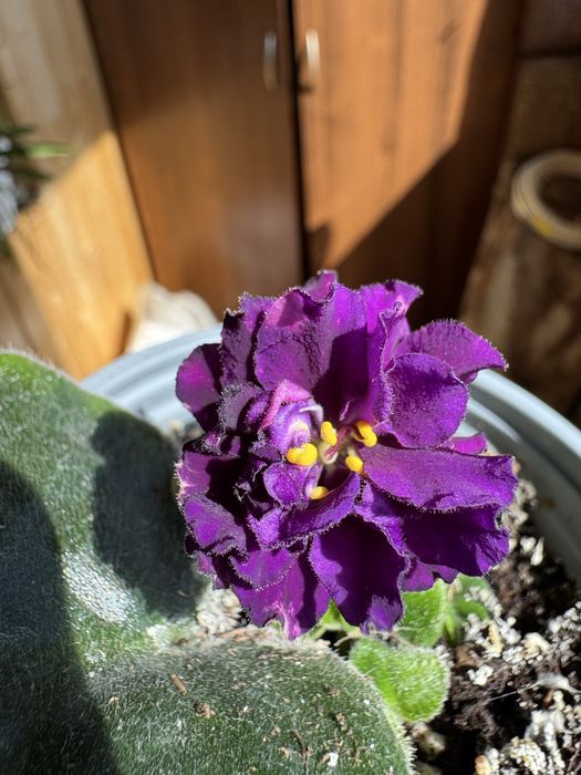 Продам Сортові фіалки