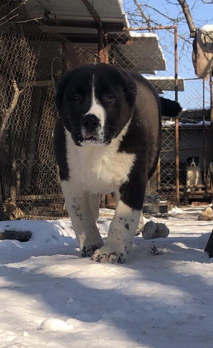 Среднеазиатская овчарка  Алабай