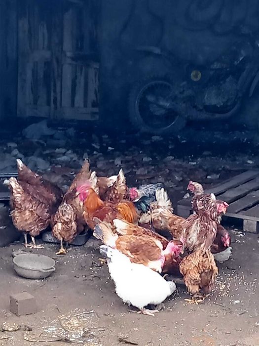 Vendo galinhas poedeiras