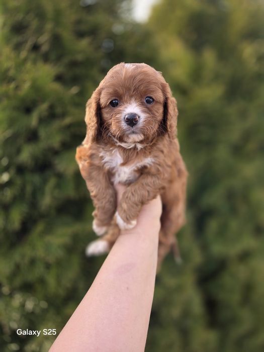 Cavapoo suczka/ piesek !