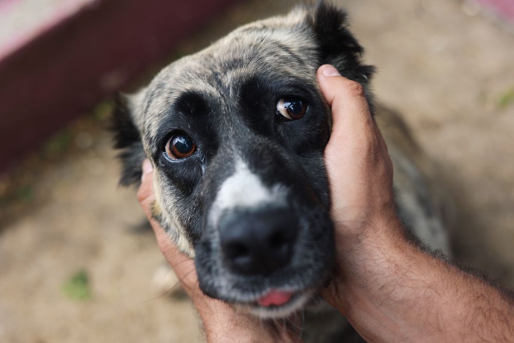 Cadela para adocao responsavel
