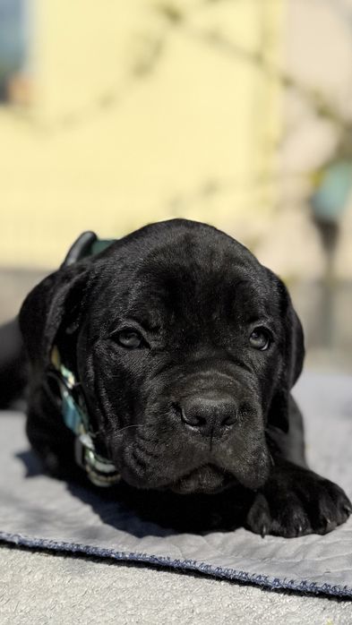 Хлопці та дівчатка чорні від розплідника