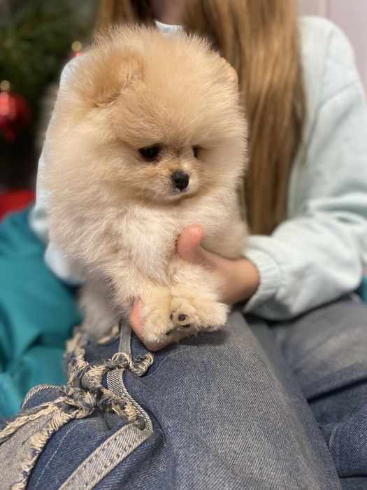 Pomeranian, male