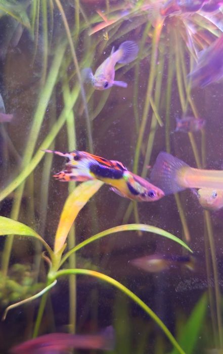 Guppy endler macho