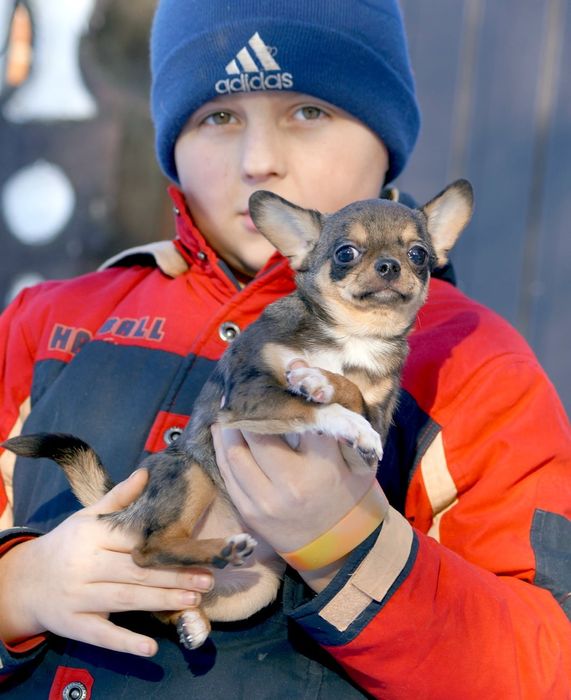 Чихуахуа мальчик с документами