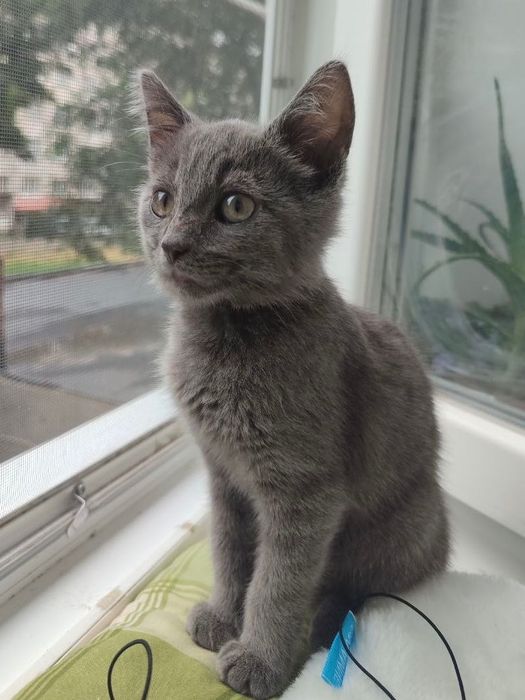 Кошення Хлопчик 2 міс, Дуже Ласкавий