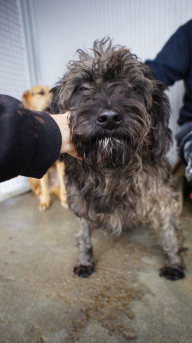 Black - cão para adoção