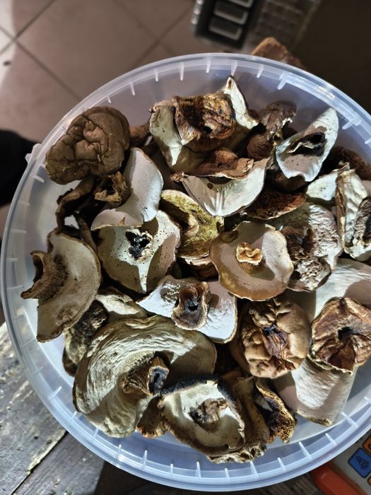 Продам білі гриби шапочка (шапка)