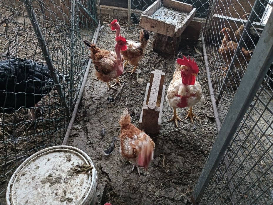 Ovos Galinha de Campo