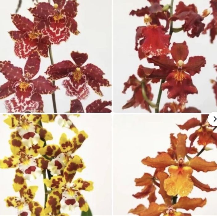 Orquideas cambria e oncidium