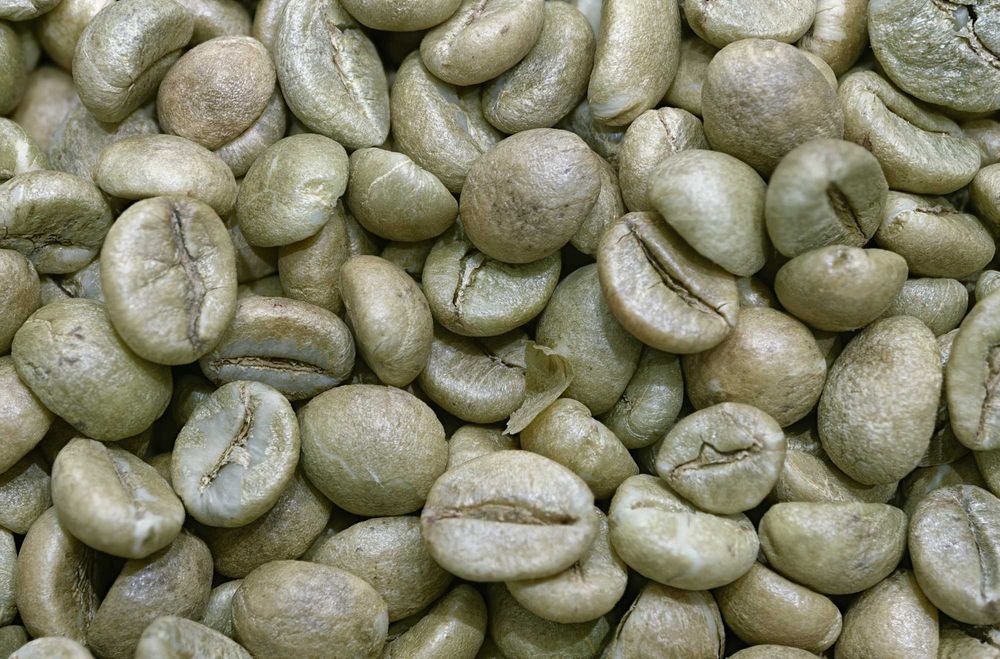 Zielona Kawa Robusta Hurtowo 500 kg | Surowiec do Palenia