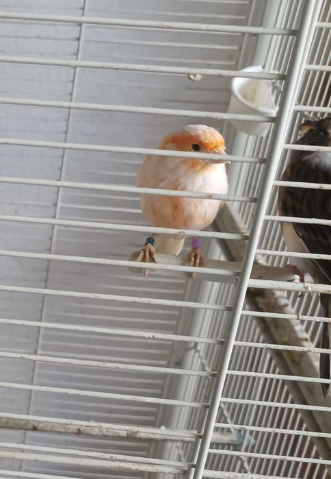 Canárias femeas raça arlequim bonitas e saudáveis