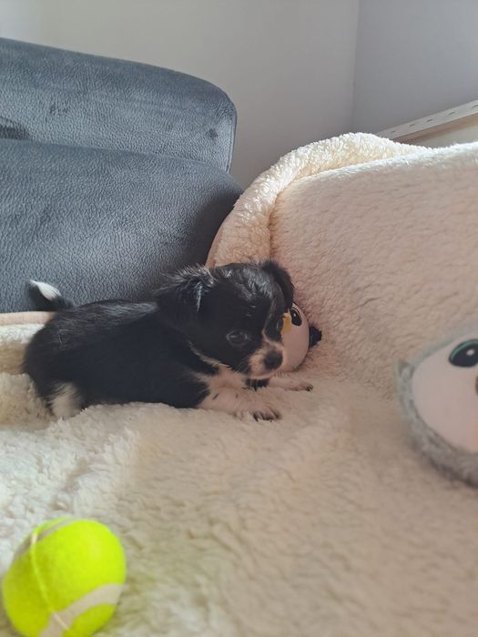 chihuahua macho pelo longo