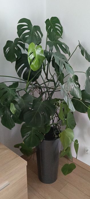 Monstera ok. 130 cm