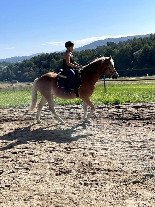 Klacz 4 lata haflinger