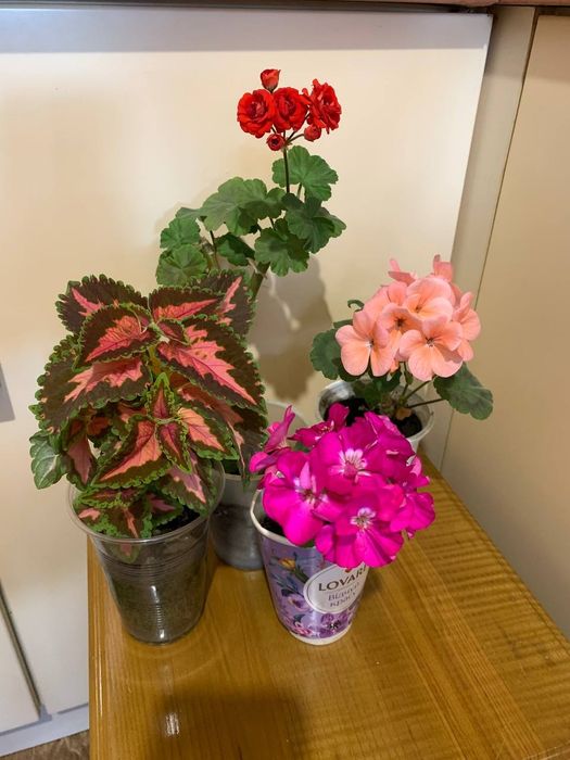 Квіти кімнатні герань, колеус