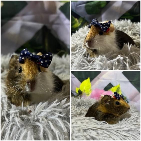 Świnki Morskie Cavie