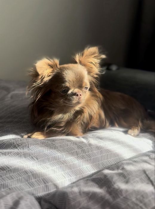 Reproduktor liliowy chihuahua długowlosy Kraków-okolice