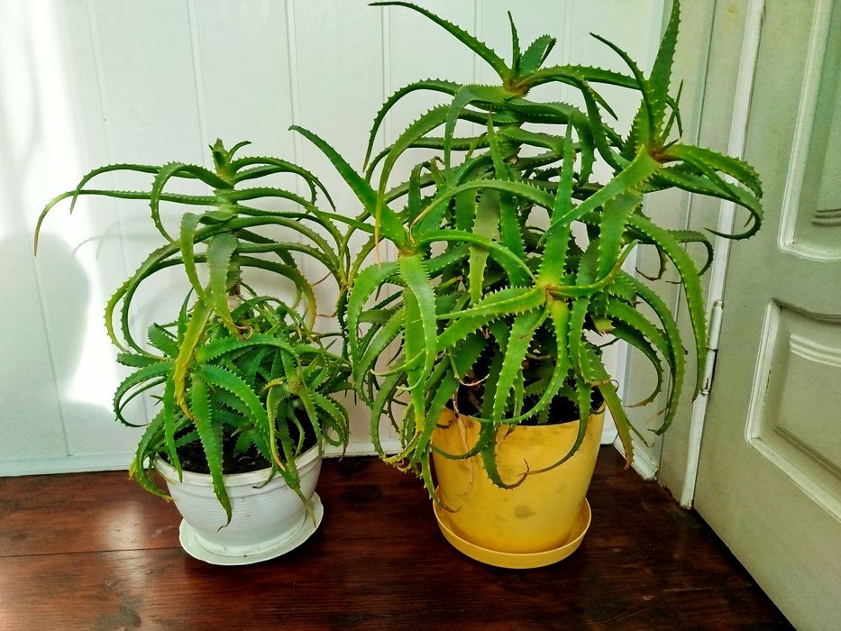 Алое. Вік 6-7років. Все в описі.