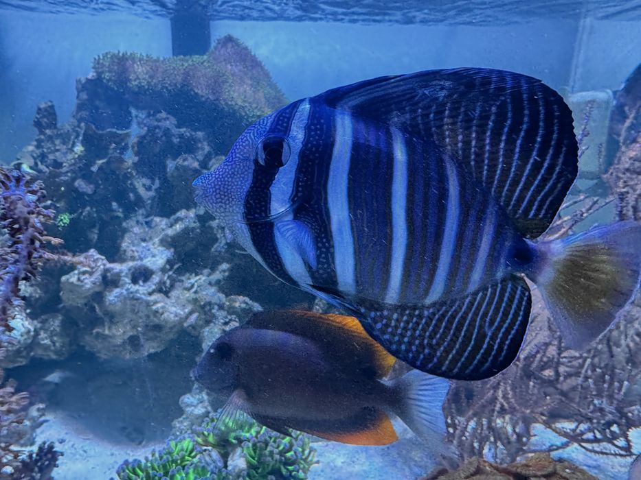 Peixe Zebrasoma veliferum