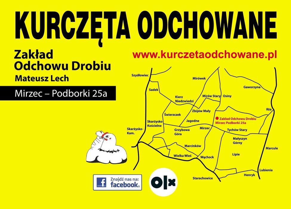 Kury Nioski LEGHORN 10 Tyg Wyprzedane