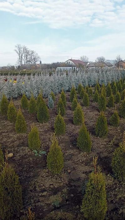 Туї, ялівець, дерен, бірючина, хакуро нішікі