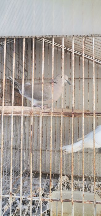 Vendo rolas de vários cores