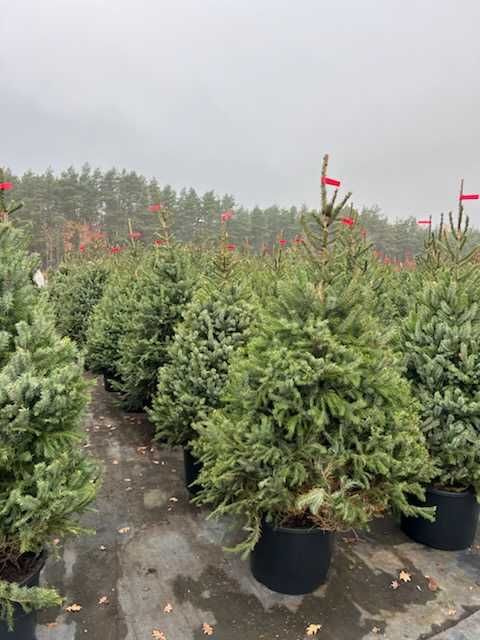 Choinka Świerk serbski Picea omorica 170-200 w donicy