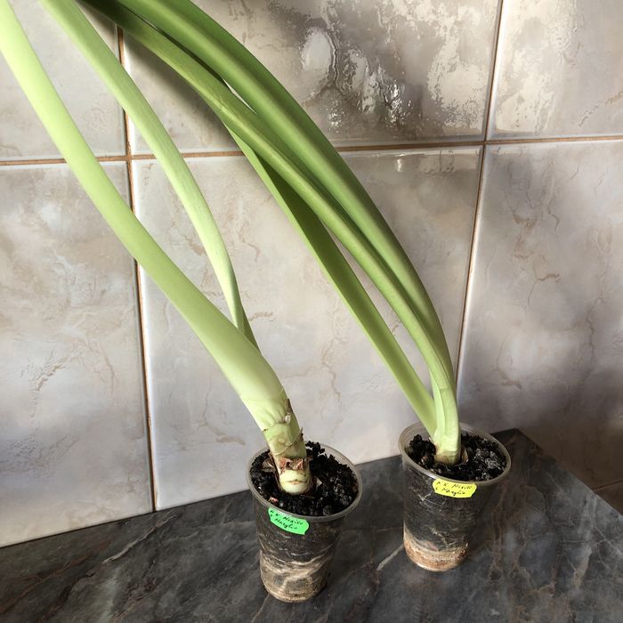 Гіпеаструм Mexico x Marilyn